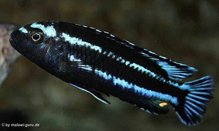 Pseudotropheus johannii 'Gome'